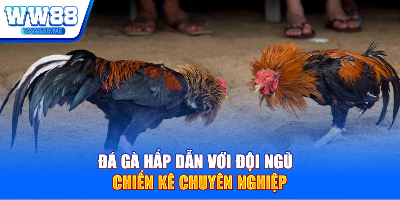 Đá gà hấp dẫn với đội ngũ chiến kê chuyên nghiệp