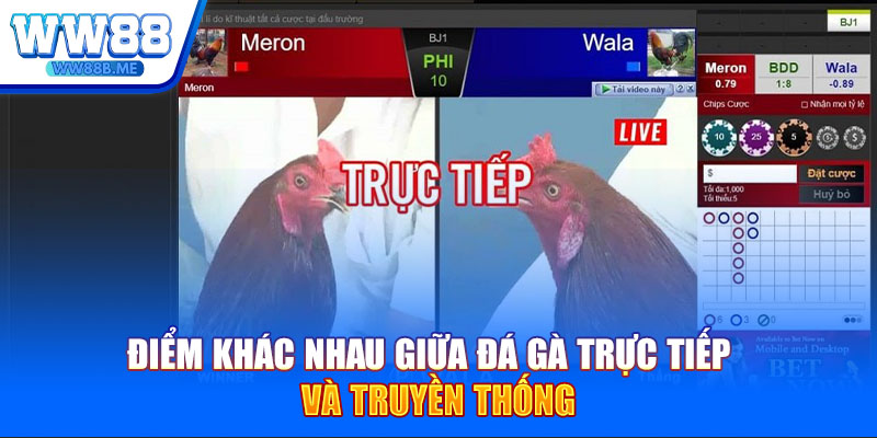Điểm khác nhau giữa đá gà trực tiếp và truyền thống