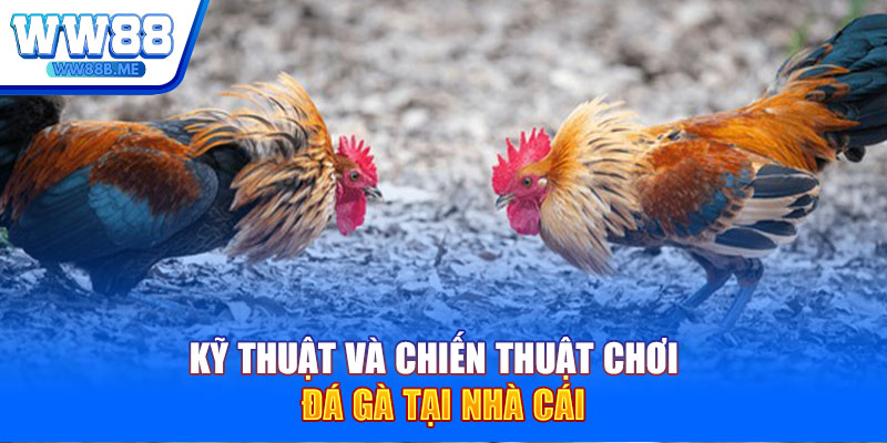 Kỹ thuật và chiến thuật chơi đá gà tại nhà cái