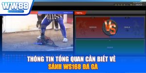 Thông tin tổng quan cần biết về sảnh Ws168 đá gà