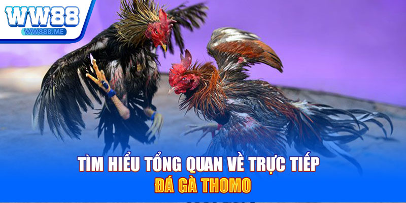 Tìm hiểu sơ lược về trực tiếp đá gà Thomo