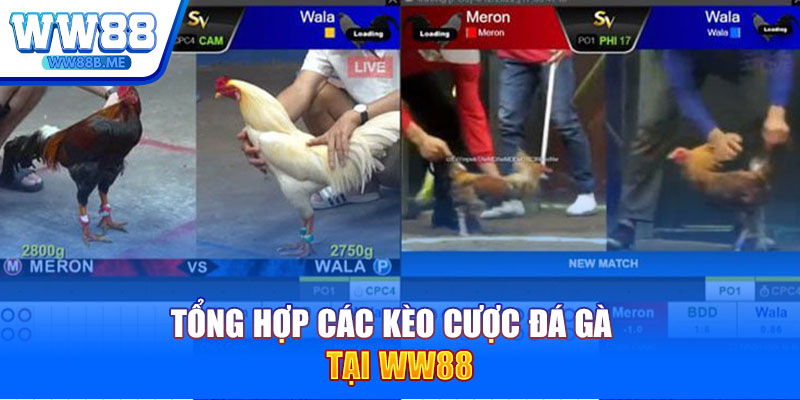 Tổng hợp các kèo cược đá gà tại WW88