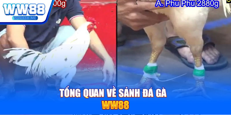 Tổng quan về sảnh đá gà WW88